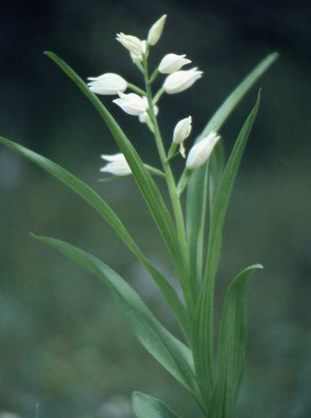 (20402)Cephalantera longifolia